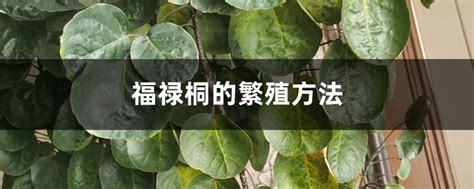 福祿桐繁殖|福禄桐的繁殖方法